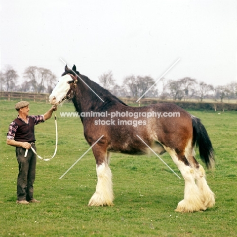 clydsedale horse with handler