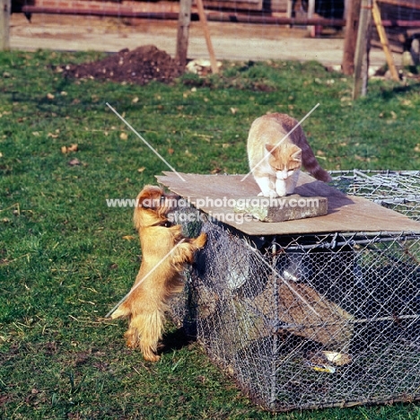 norfolk terrier looking at a cat on top of a rabbit run