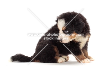 bernese Mountain dog puppy sitting on white background