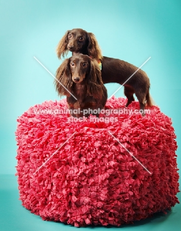 two miniature longhaired Dachshund dogs in studio