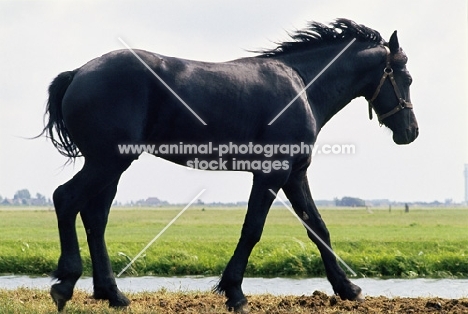 side view of Friesian yearling walking by drainage ditch in Holland