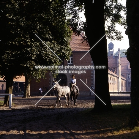 rider long reining a young hanoverian among the buildings at celle