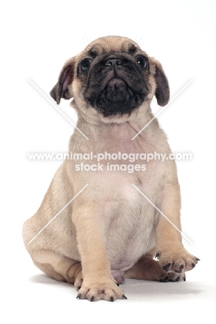 cute Pug puppy on white background
