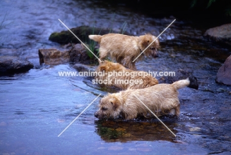 three norfolk terriers playing in a stream