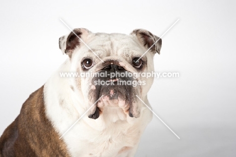 bulldog on white background