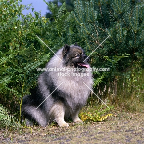 ch neradmik jupiter,  keeshond sitting, CC breed record holder