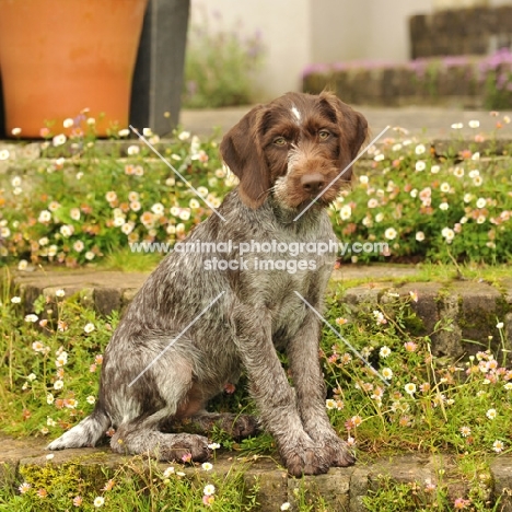 young German Pointer