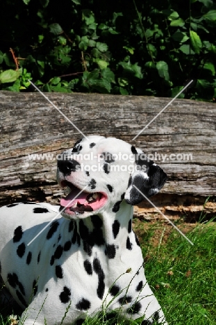 Dalmatian