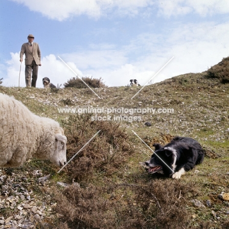 border collie eyeing sheep