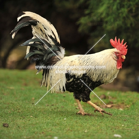 leghorn chicken