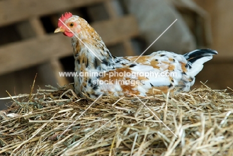 hen perched on straw