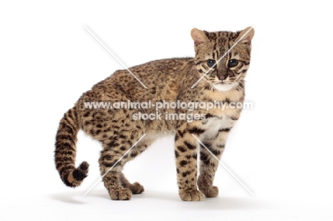 female Golden Spotted Tabby Geoffroy's cat