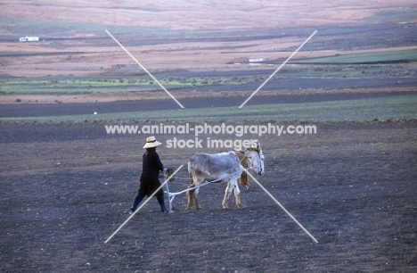 donkey ploughing on lanzarote