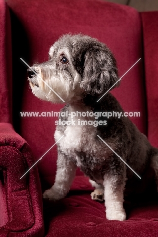 Schnoodle (Schnauzer cross Poodle) looking away