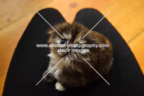 Scottish Fold kitten sitting on lap. 