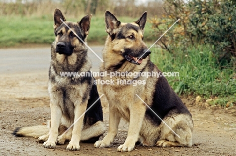 right - druidswood anchorman, two german shepherd dogs sitting together on a path