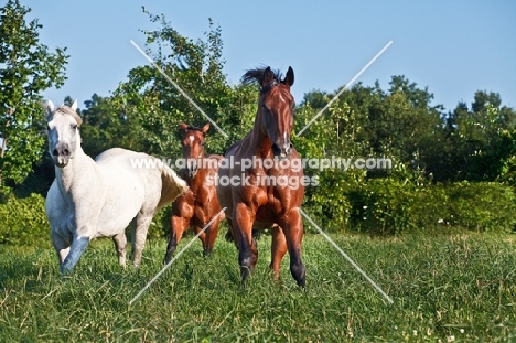 Quarter horses running in field