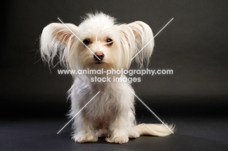 White Chihuahua cross Yorkshire Terrier, Chorkie, on a black background