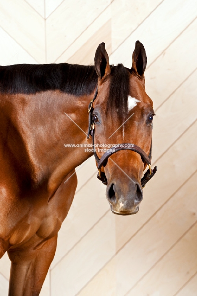 Bay Quarter horse looking at camera