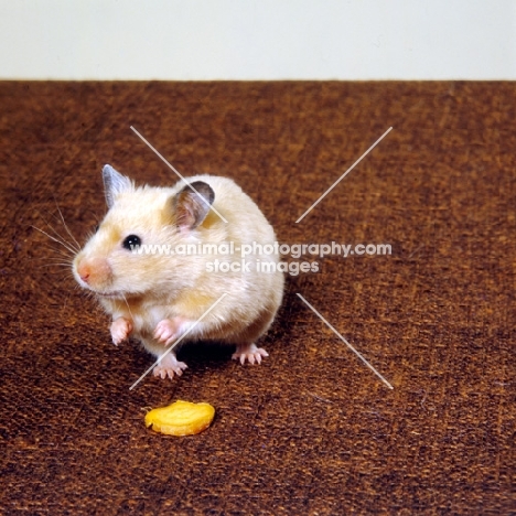 cinnamon satin hamster with slice of carrot