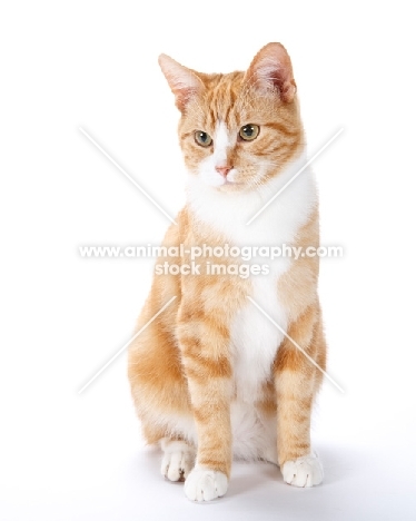 red and white cat on white background