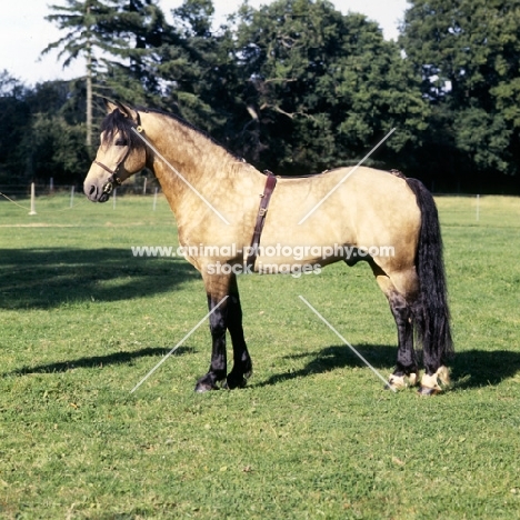  comet,  welsh cob (section d) stallion, 