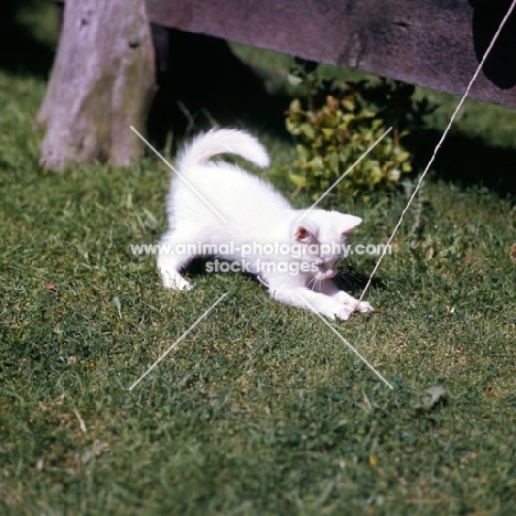 blue eyed white long hair kitten pouncing on toy on a string