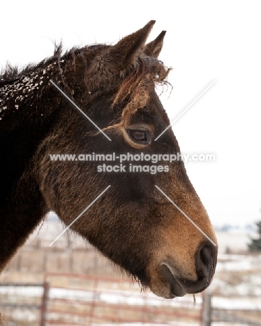 Morgan horse profile