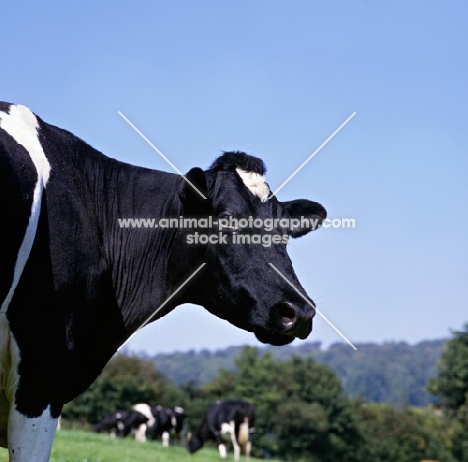 holstein friesian cow portrait