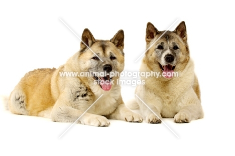 Large Akita dogs lying isolated on a white background