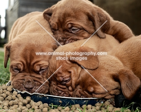 Dogue de Bordeaux puppies eating from a dish