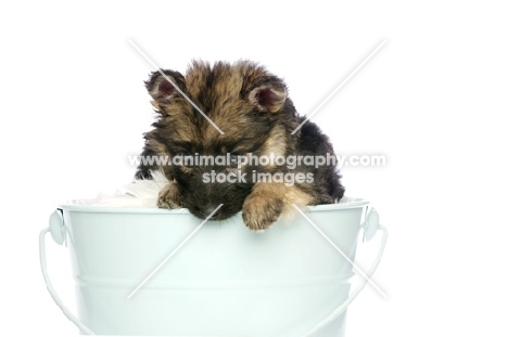 German Shepherd (aka Alsatian) puppy on bucket