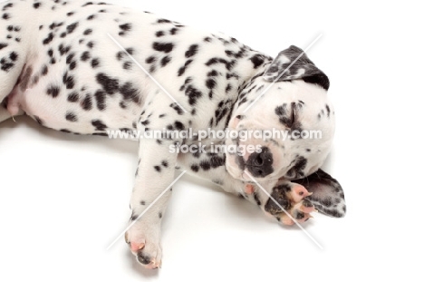 cute Dalmatian puppy asleep
