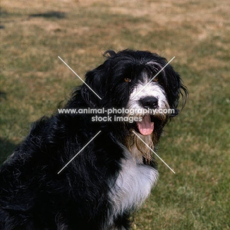 cross bred dog looking up