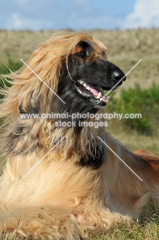 Afghan Hound lying down