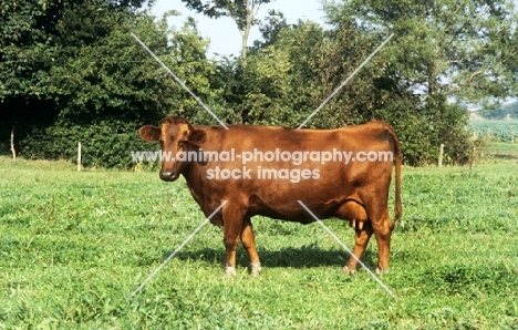 danish red cow