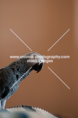 African Grey Parrot