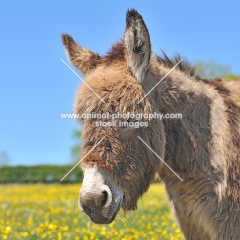 donkey in buttercup field