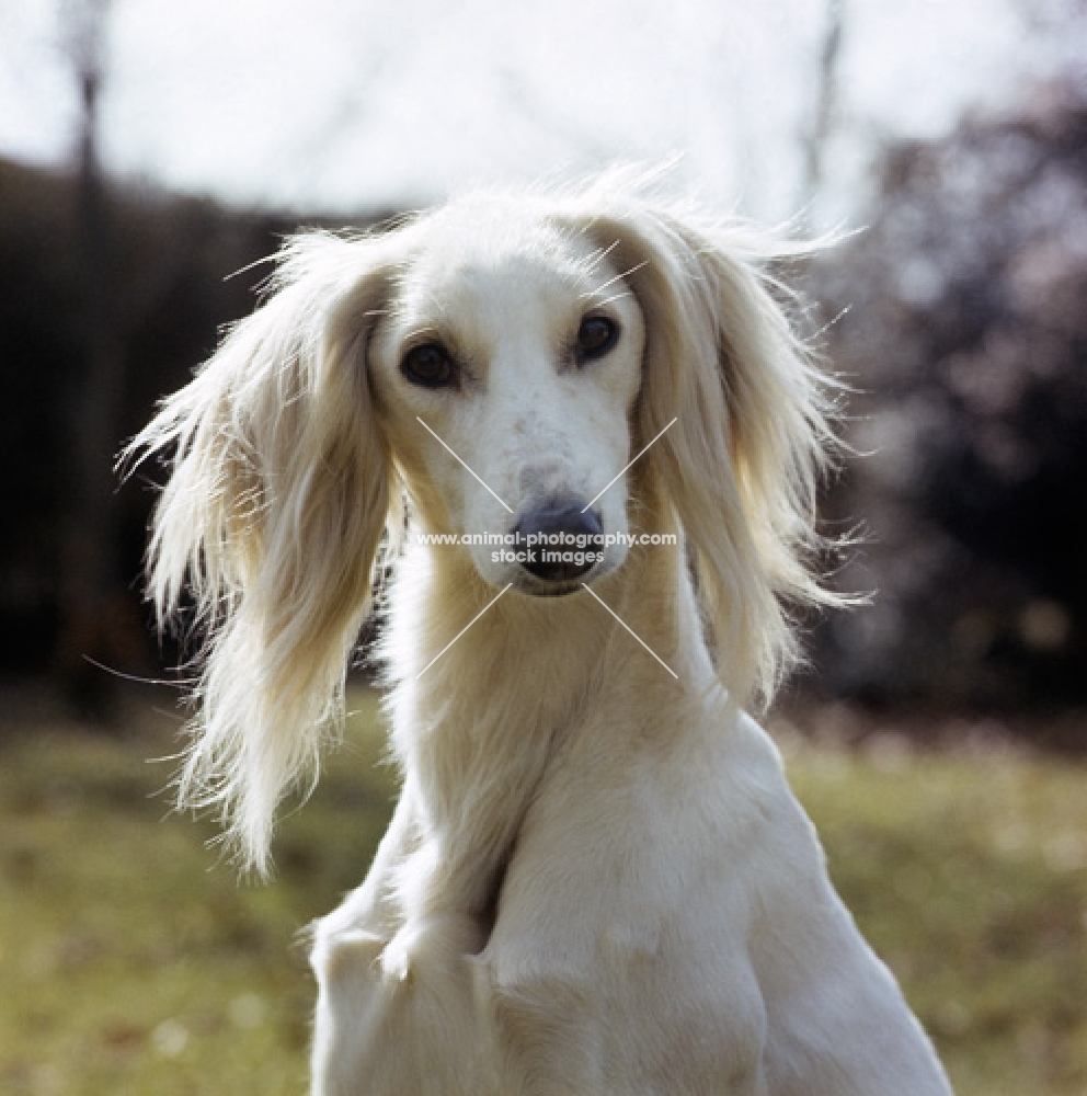 ch alexandra of daxlore, famous saluki looking into the camera