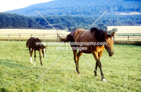 trakehner mare and foal walking in paddock at webelsgrund