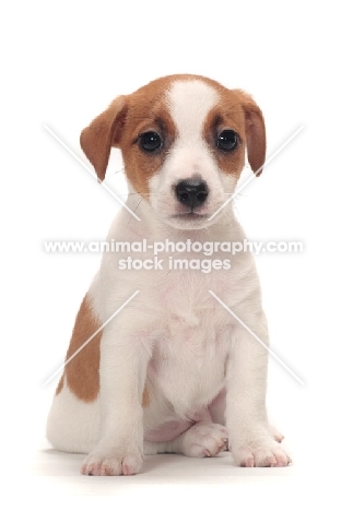 Jack Russell Terrier puppy, front view