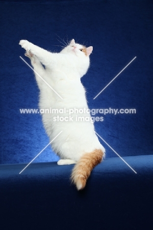 Turkish Van jumping up