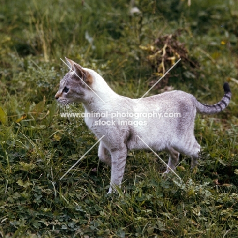 tabby point siamese cat in a field