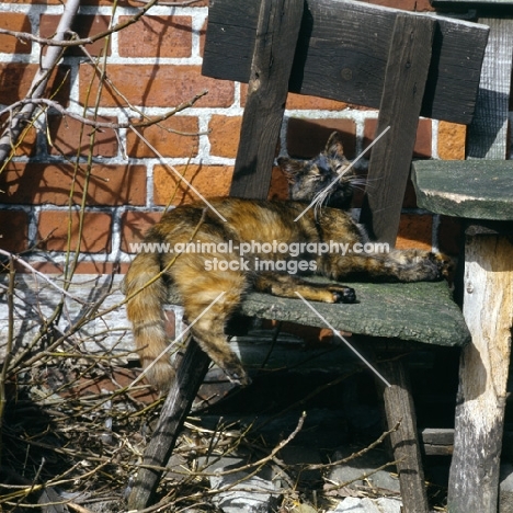 tortoiseshell non pedigree cat lounging in the sun