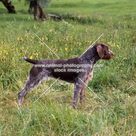 sh ch bareve beverley hills (dolly),  german wirehaired pointer standing