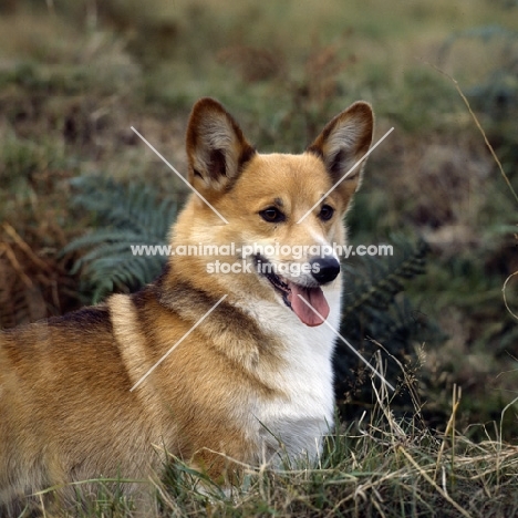 ch belroyd lovebird,  pembroke corgi, portrait