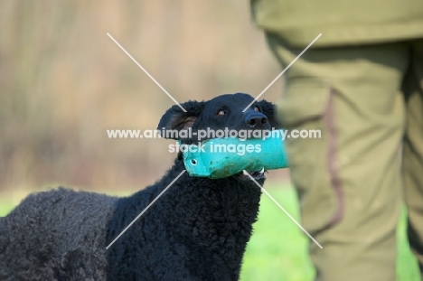 Curly Coated Retriever offering dummy to owner
