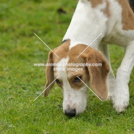 Beagle smelling grass