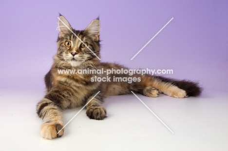 maine coon cat lying on purple background, tortie tabby coloured