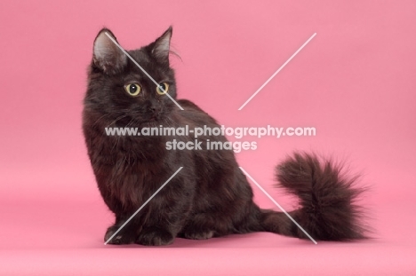 black longhair Munchkin sitting down